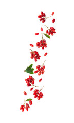 Fly barberry fruits
