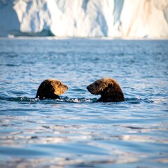 Fototapeta premium Two sea otters in water, icebergs in background