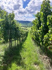 Golden Grapes Across Alsace Vineyards