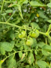 green tomatoes in the garden