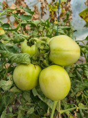 Green tomatoes on the vine