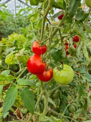 tomatoes in the garden
