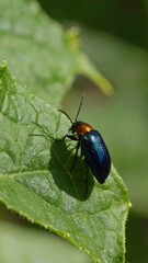 Fototapeta premium A metallic blue beetle on a green leaf