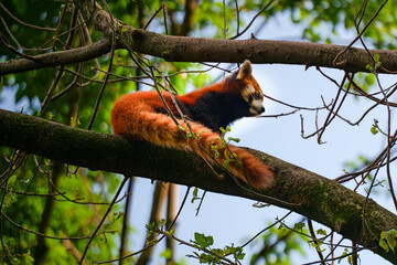 Red Panda climbing trees