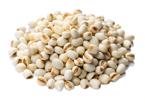 Job’s tears seeds (white) isolated on white background