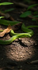 Emerald Hunter: Sunlight & Shadow