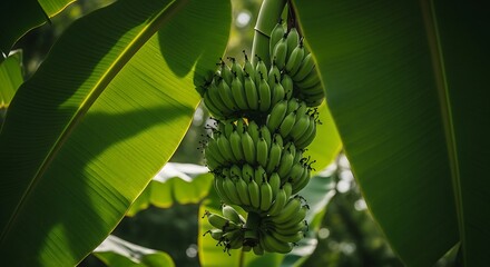 Obraz premium Green banana bunch hanging among lush tropical leaves