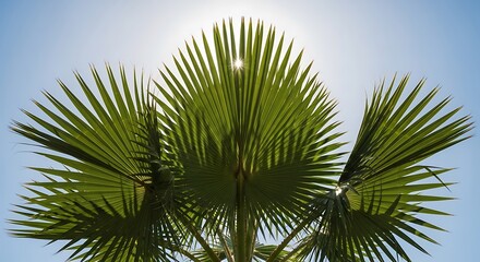 Fototapeta premium Palm leaves against bright sky with sun flare