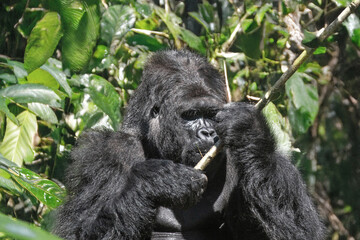 Gros plan d'un gorille des plaines	