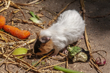 Cochon d'inde à la recherche de nourriture