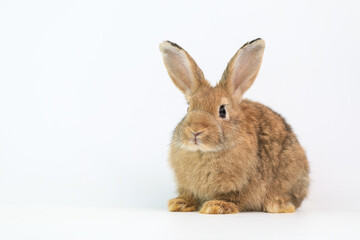 Obraz premium Lovely bunny easter fluffy rabbit, Adorable baby rabbit on white background. The Easter white creamy hares. Close - up of a rabbit.