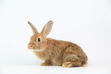 Lovely bunny easter fluffy rabbit, Adorable baby rabbit on white background. The Easter white creamy hares. Close - up of a rabbit.
