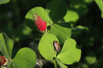 Brown marmorated shield bug on crimson clover flower in the field. Halyomorpha halys in a Trifolium...