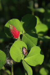 Brown marmorated shield bug on crimson clover flower in the field. Halyomorpha halys in a Trifolium incarnatum field 