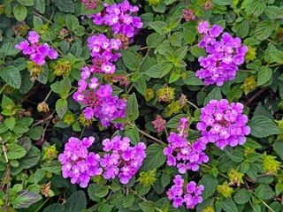 Purple flowers of a Wild verbena plant. Lantana montevidensis
