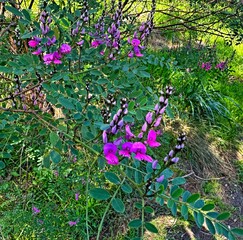 Purple flowers on an Australian indigo plant. Indigofera australis
