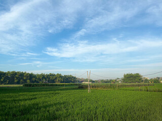 Wide Green Rice Fields Under Blue Sky