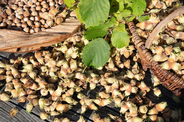 Freshly harvested hazelnuts in a wooden bowl in autumn. Raw nuts with tree bunch in a sunny garden....