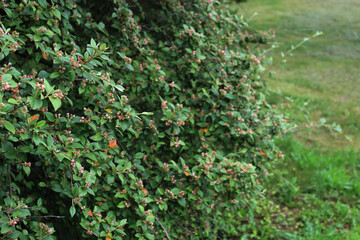 Cotoneaster franchetii or Franchet Cotoneaster  branches in bloom with little white and pink blossoms on springtime in the garden