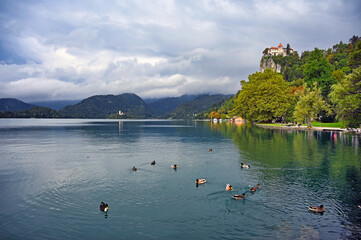 Ducks are swimming on Lake Bled, Slovenia