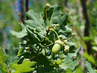 Fresh Green Acorns on English Oak Tree Branch (Quercus robur) in Boulder, Colorado