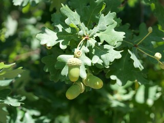 Close-up of Green Acorns on English Oak Tree (Quercus robur), Colorado © Ted Iwabuchi Nature