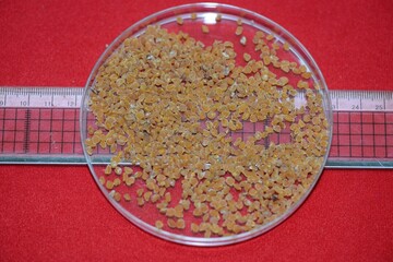 Ribes fasciculatum var. chinense, called crow food shrub in Korea, is a deciduous shrub producing red fruits in summer, growing along forest edges and valleys.