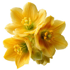 Obraz premium sliced cowslip creeper flowers on transparent png background