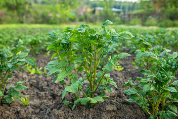 green young potato plant in a row in a field. side view