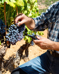 Cannonau grapes. The agronomist farmer in the vineyard collects the grapes to measure the sugar content with the refractometer. Traditional agriculture in Sardinia.
