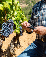 Cannonau grapes. The agronomist farmer in the vineyard closes the refractometer slide to measure the sugar content in the grapes. Traditional agriculture in Sardinia.