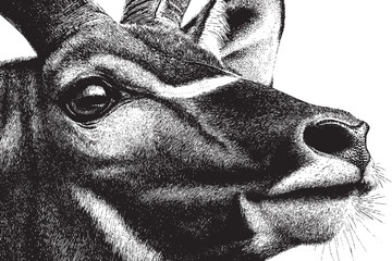 Obraz premium Antelope illustration on a white background. This vector illustration can be used in any size you like for advertising, logos, and other work.