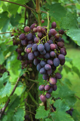 Unripe black grapes with oval berries on branches in the vineyard on late summer