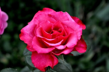 Close-up of a blooming pink rose with delicate petals in natural light