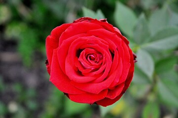 Close-up of a vibrant red rose in full bloom with green background