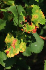 Plasmopara viticola (downy mildew) disease on vine leaves in a Pinot Gris vineyard. Vine leaves with many yellow and brown spots