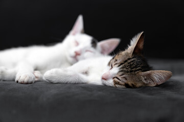 Two adorable kittens cuddling and sleeping peacefully on a soft black blanket, symbolizing love, comfort, friendship, and relaxation in a cozy indoor home environment, perfect for pet care themes.