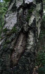 Baumrinde der Birke
