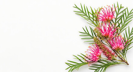 Vibrant pink Grevillea flowers with delicate green foliage artfully arranged on a clean white surface, offering a natural and minimalist aesthetic.
