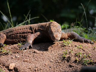 Komodo Dragon sniffing the air and flicking its forked tongue while walking and looking at camera. 