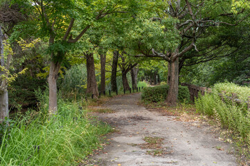 緑豊かな公園の遊歩道