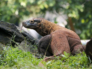 Komodo Dragon sniffing the air and flicking its forked tongue while walking and looking at camera. 