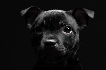 Fototapeta premium Portrait of black puppy dog on a black background. He is looking at the camera. Breed Staffordshire Bull Terrier. 