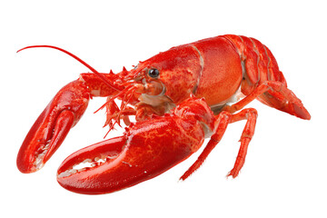 Lobster isolated on transparent or white background, png