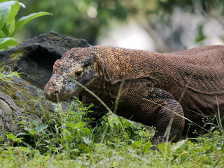 The Komodo dragon, also known as the Komodo monitor, is a member of the monitor lizard family Varanidae that is endemic to the Indonesian islands of Komodo, Rinca, Flores, and Gili Motang. 