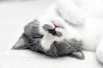 Cozy domestic cat sleeping on comfortable white mattress in bright bedroom, peaceful pet rest,...