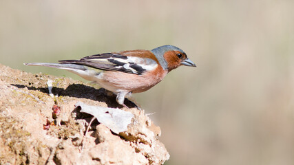 sparrow on a branch