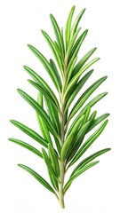 close-up of fresh rosemary leaves with delicate green color and aromatic flavor
