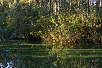 Obraz premium Lush Lakeside Scene Reflecting Greenery Under Sunlight