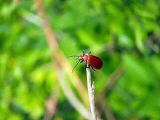 beetle on leaf summer garden